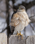 Sharp shinned Hawk 6897